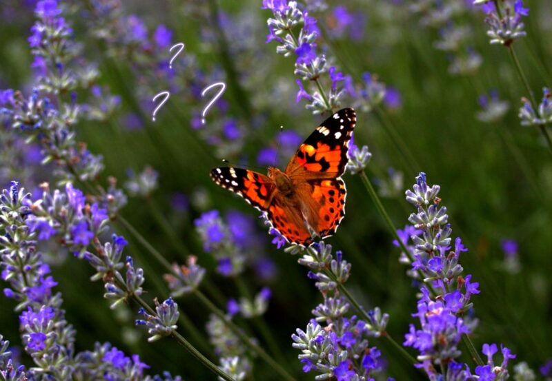 Les indicateurs de positionnement (nouvelle version)