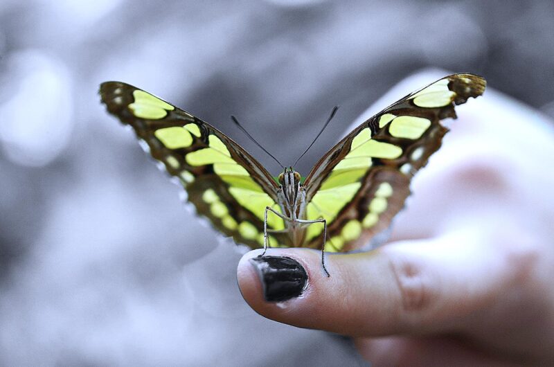 Évolution des programmes d’immigration : du PEQ au PSTQ